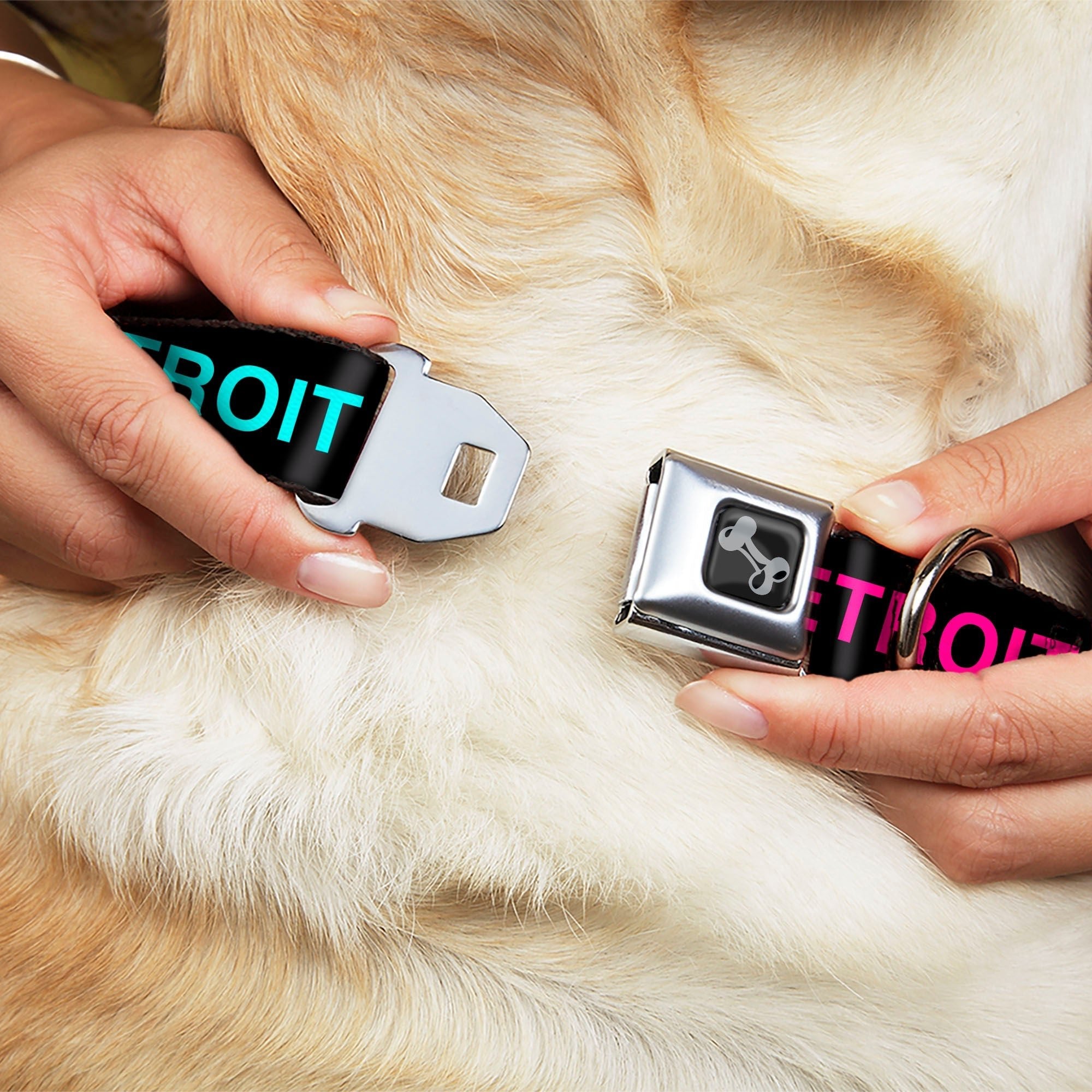Detroit City Seatbelt Dog Collar - Black / Turquoise / Yellow / Pink Seatbelt Buckle Collars