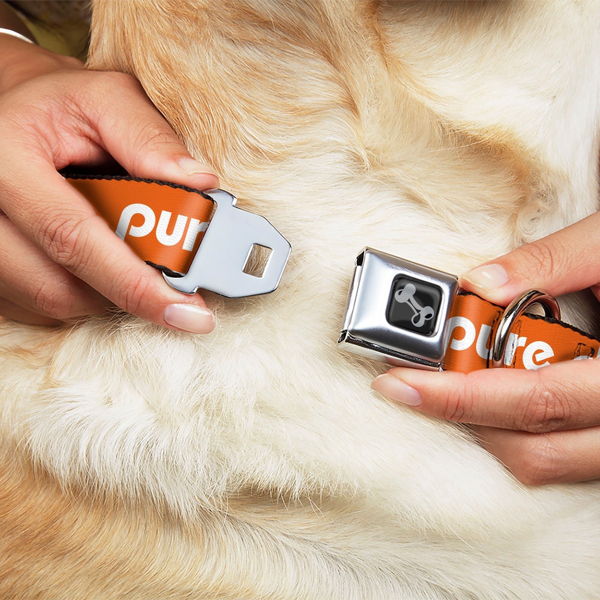 Pure Detroit Seatbelt Dog Collar - Bright Orange / White Seatbelt Buckle Dog Collars