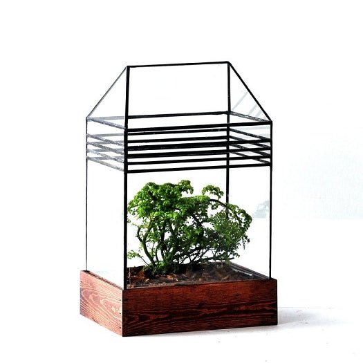The Baret House Terrarium Terrarium