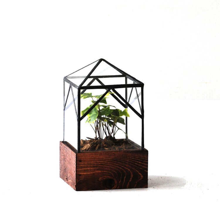 The Ellias Trap Terrarium Terrarium
