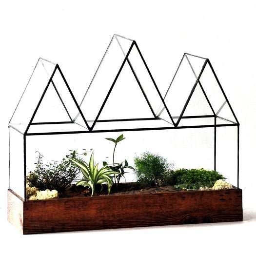 Fortune's Case Terrarium Terrarium