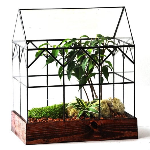 The Hall House Terrarium Terrarium